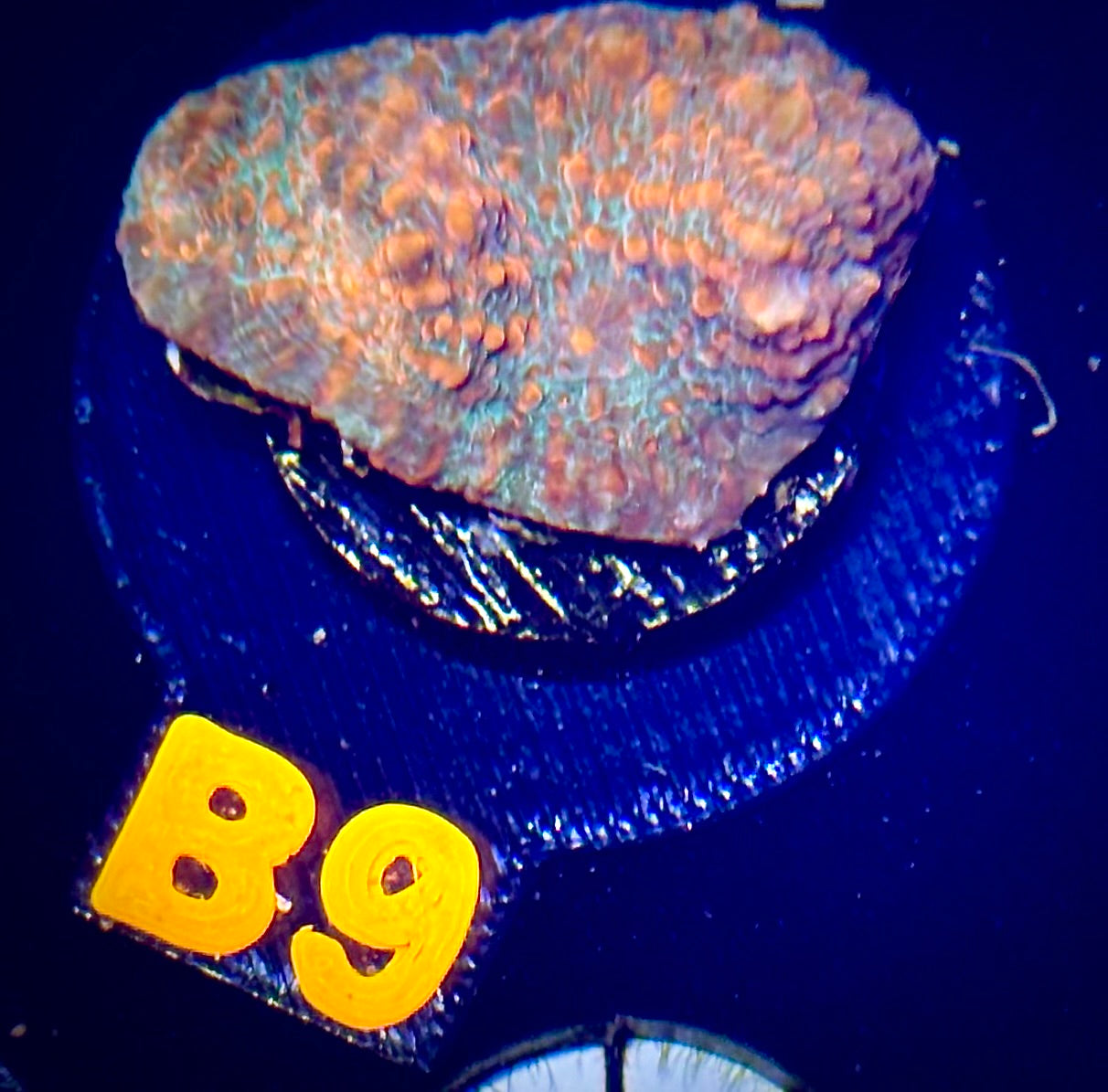 Inferno Chameleon Chalice