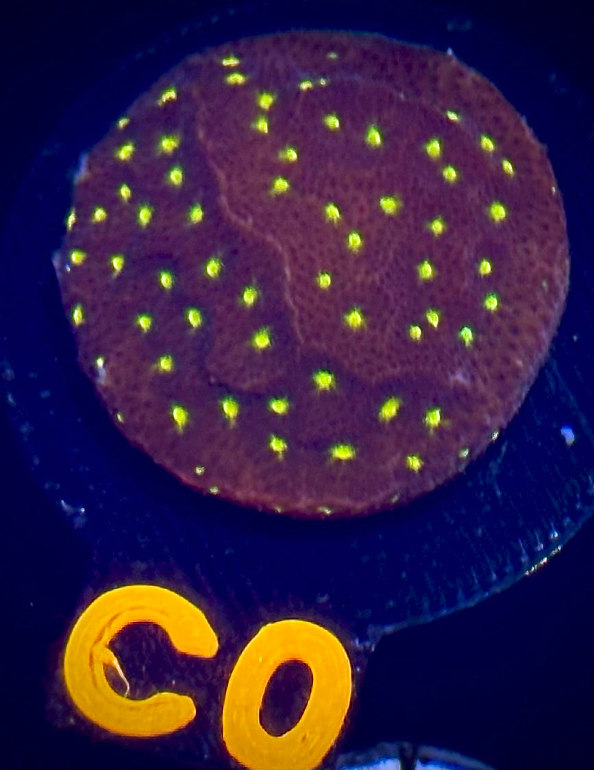 Jason Fox Outerspace Psammocora