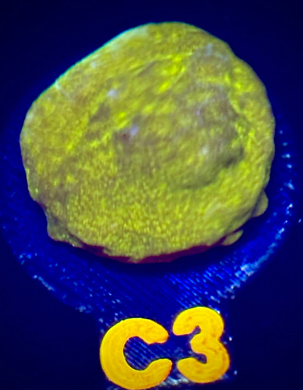 WWC Golden Psammocora