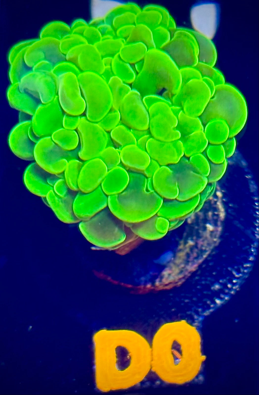Green Branching Hammer Coral
