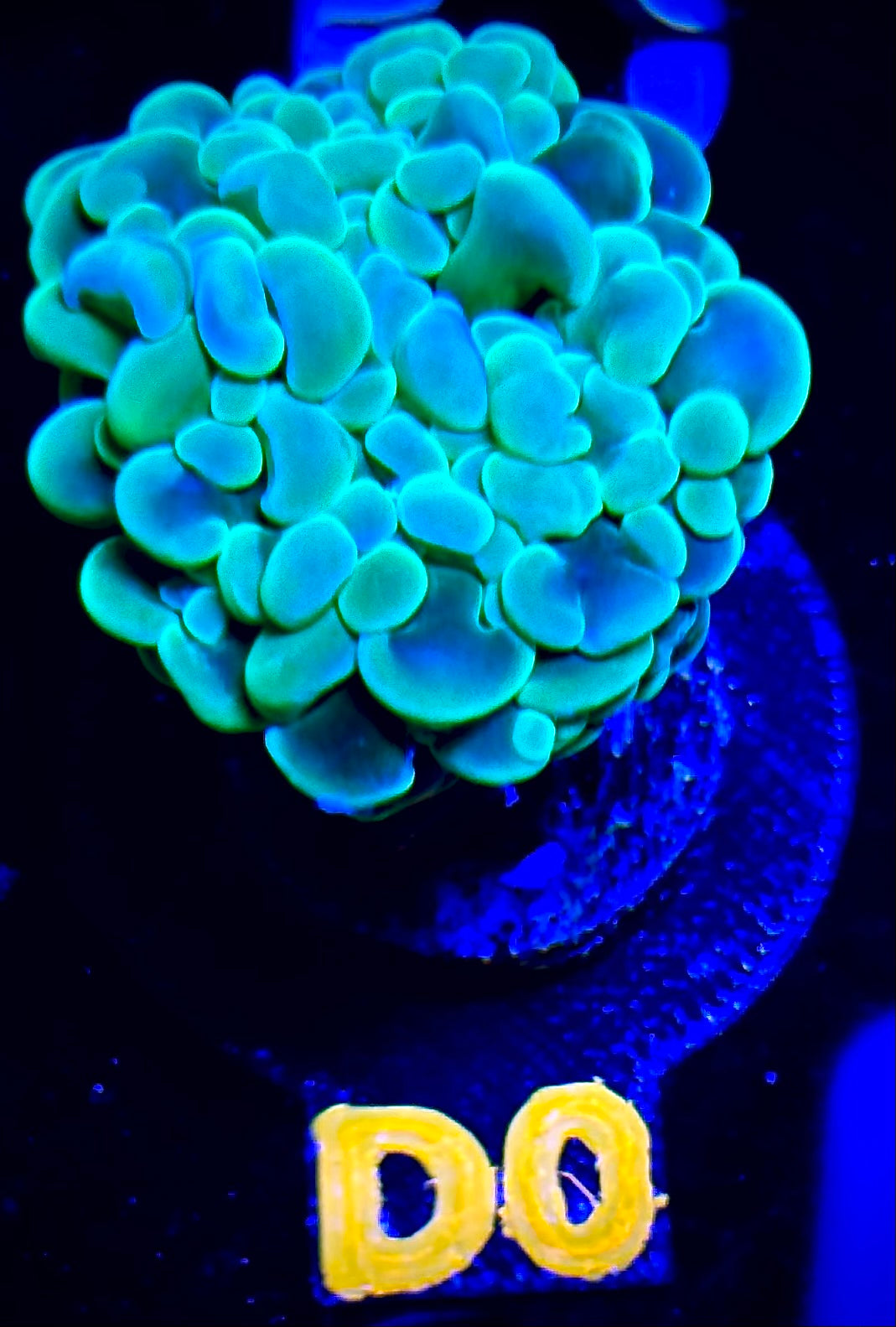Green Branching Hammer Coral