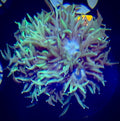 Neon Star Goniopora