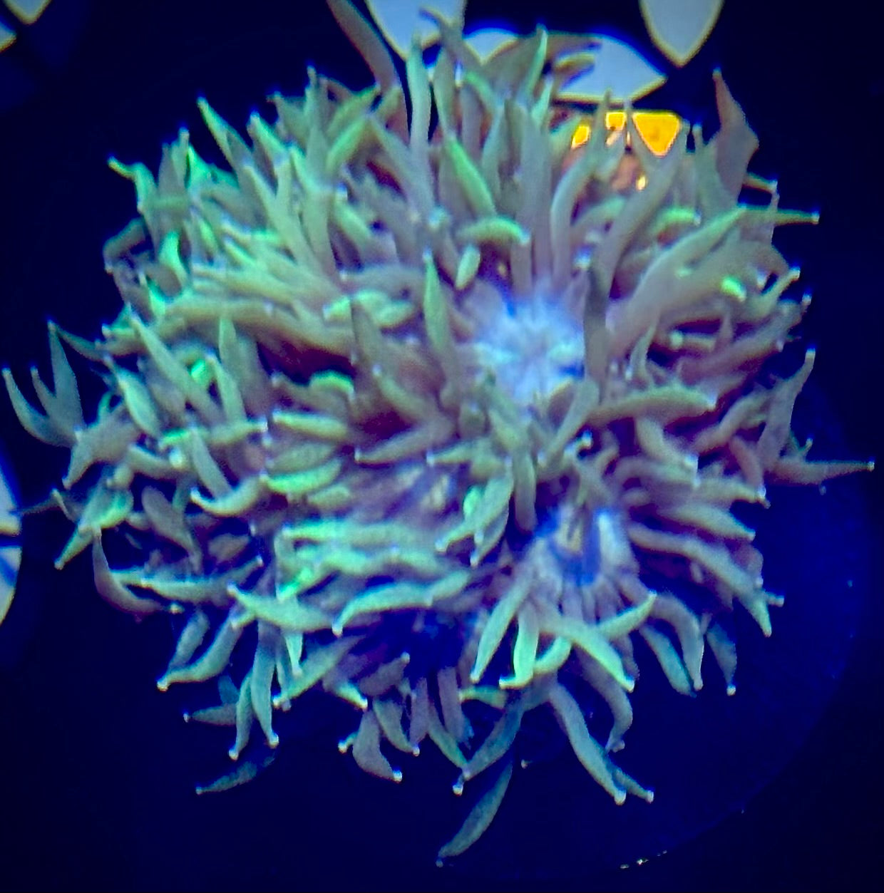 Neon Star Goniopora