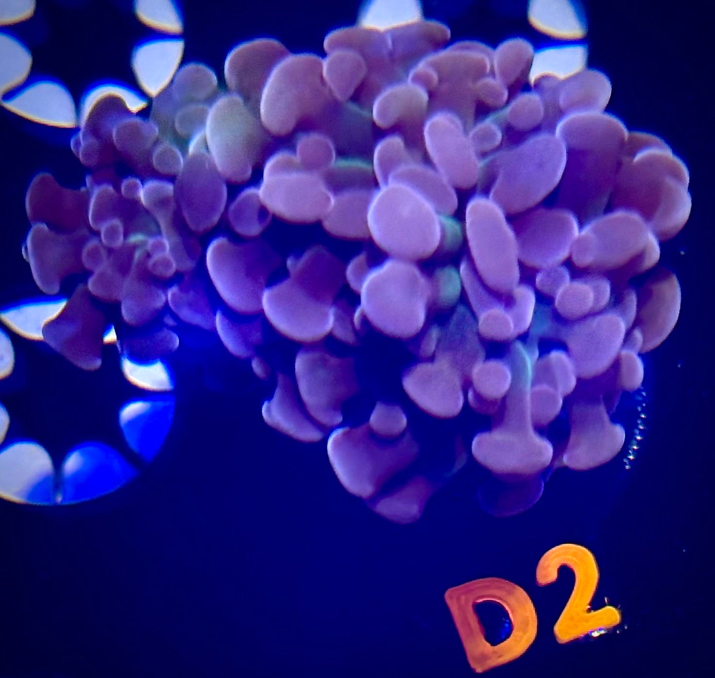 Rose Gold Branching Hammer Coral