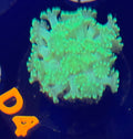 Green Alveopora