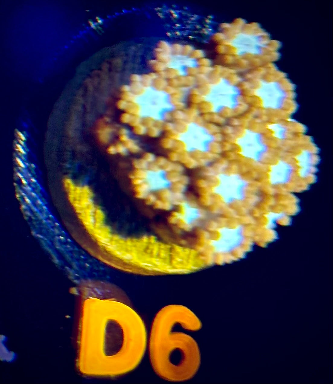 Cave of Wonders Goniopora