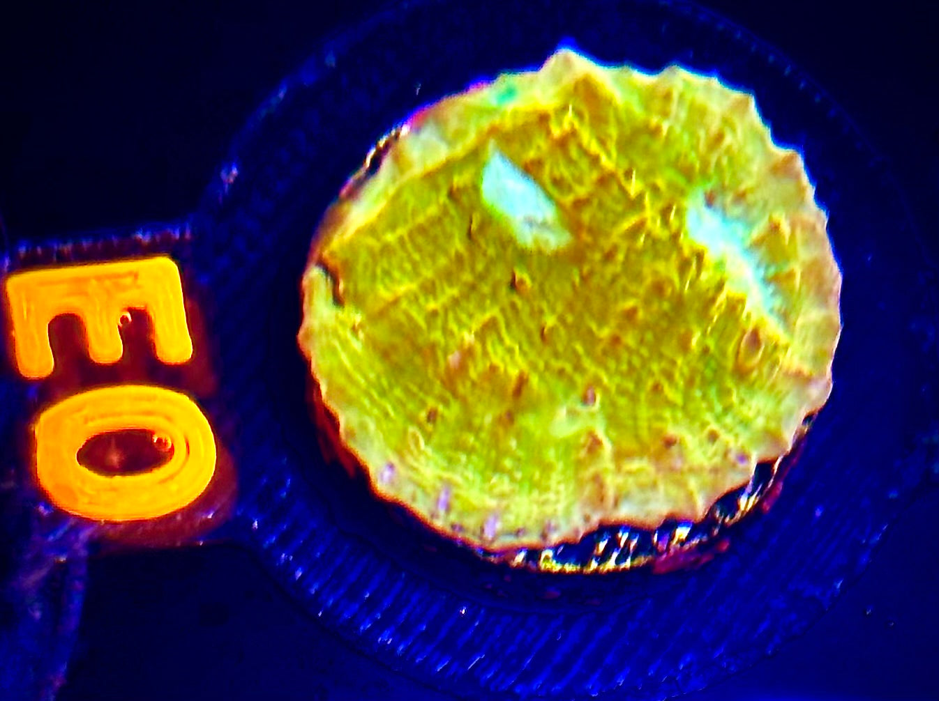 Orange Sherbert Chalice