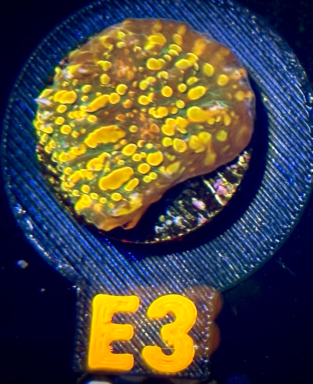 Cloudberries Chalice