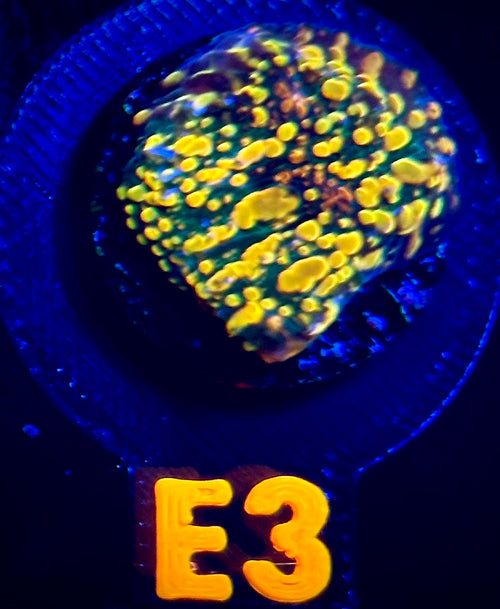 Cloudberries Chalice