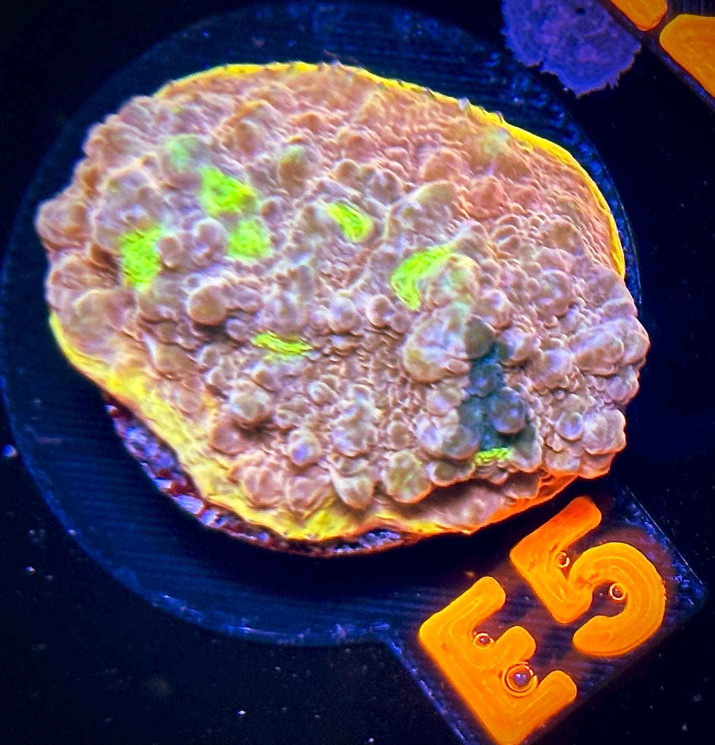 Proper Peach Chalice