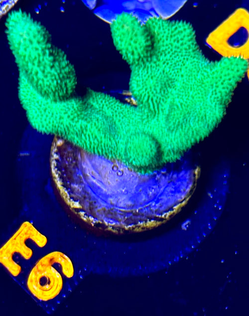 Kelly Green Psammocora