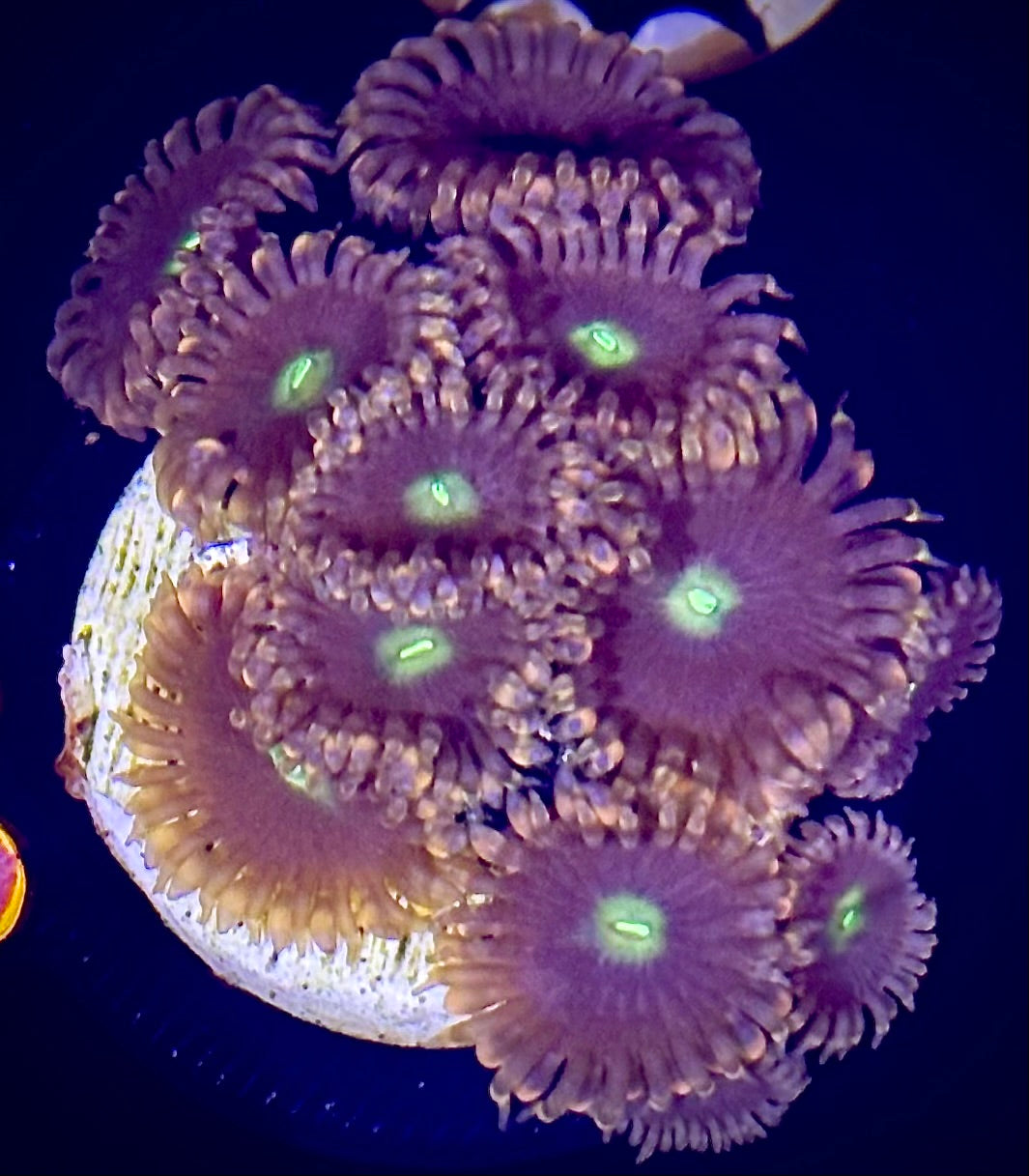Cat's Eye Zoanthid