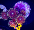 Red People Eater Zoanthid