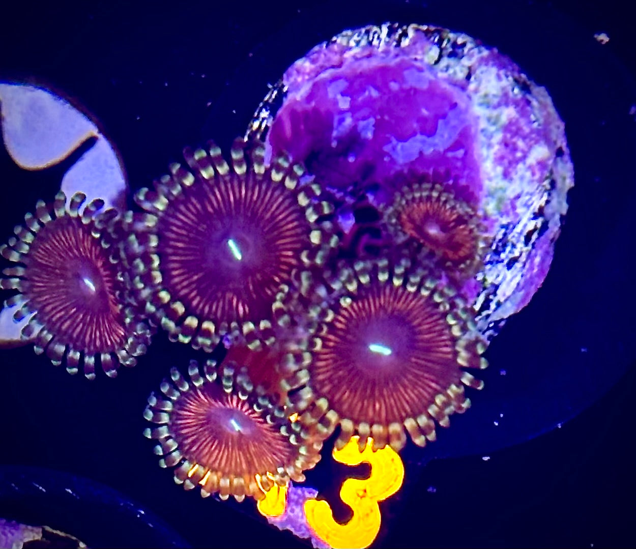 Red People Eater Zoanthid