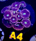 Cat's Eye Zoanthid