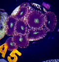 Cat's Eye Zoanthid