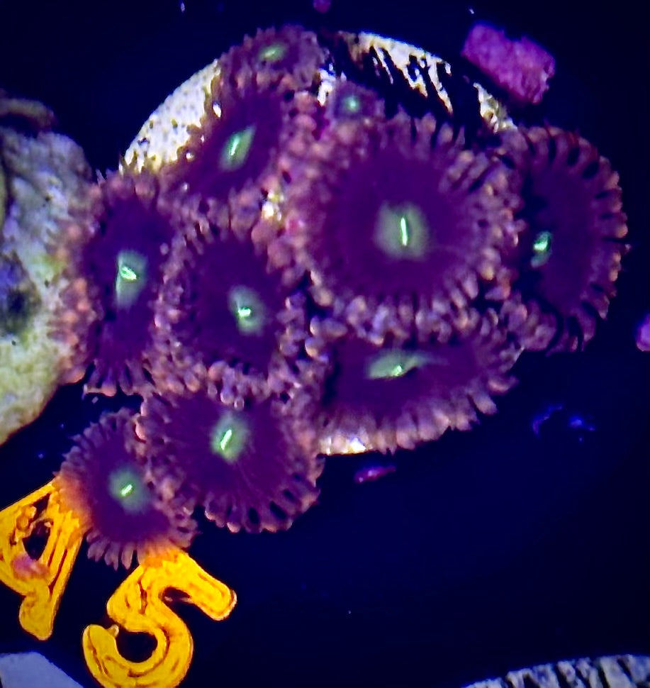 Cat's Eye Zoanthid