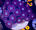 Purple People Eater Zoanthid
