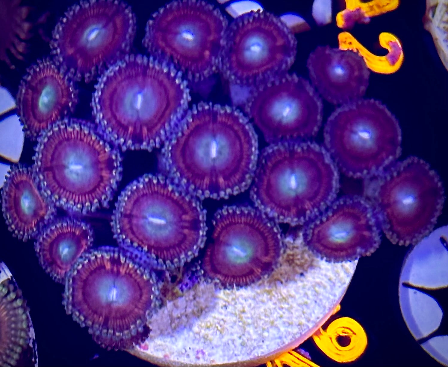 Purple People Eater Zoanthid