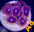 Blue Eye Cat Zoanthid