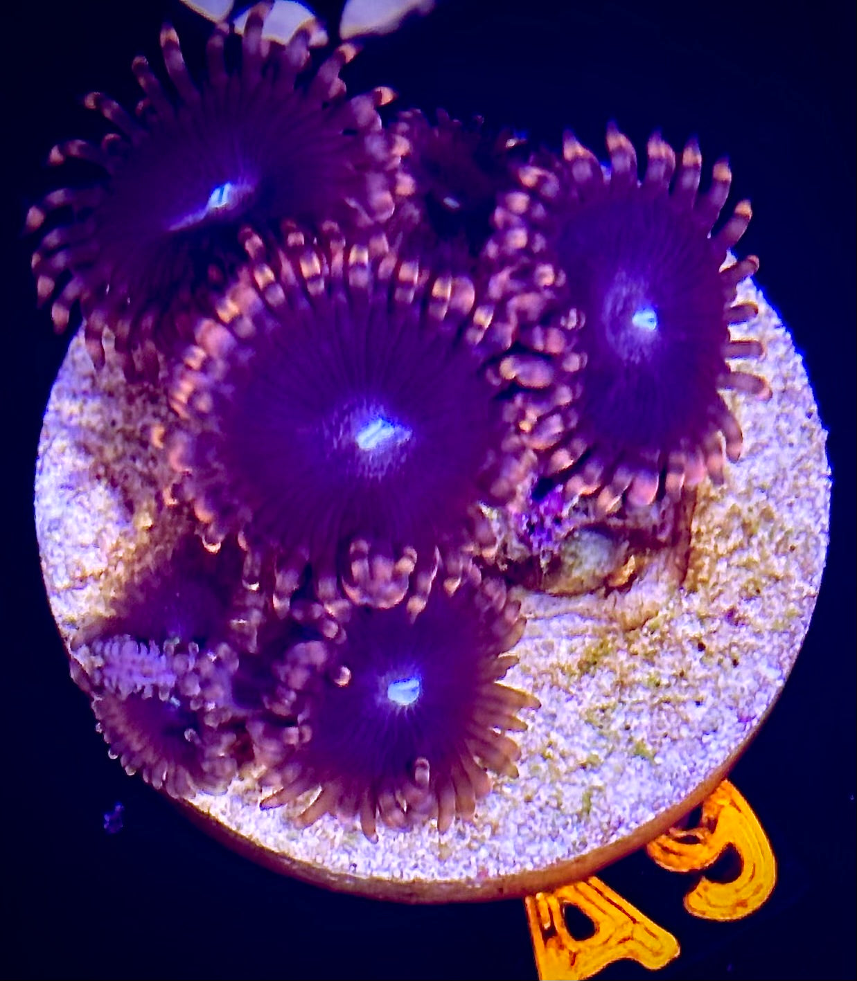 Blue Eye Cat Zoanthid
