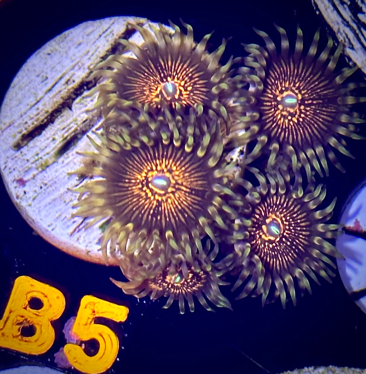 Mohawk Zoanthid