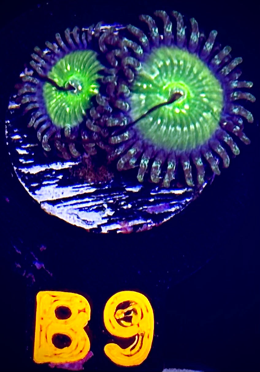 Frozen Apple Zoanthid