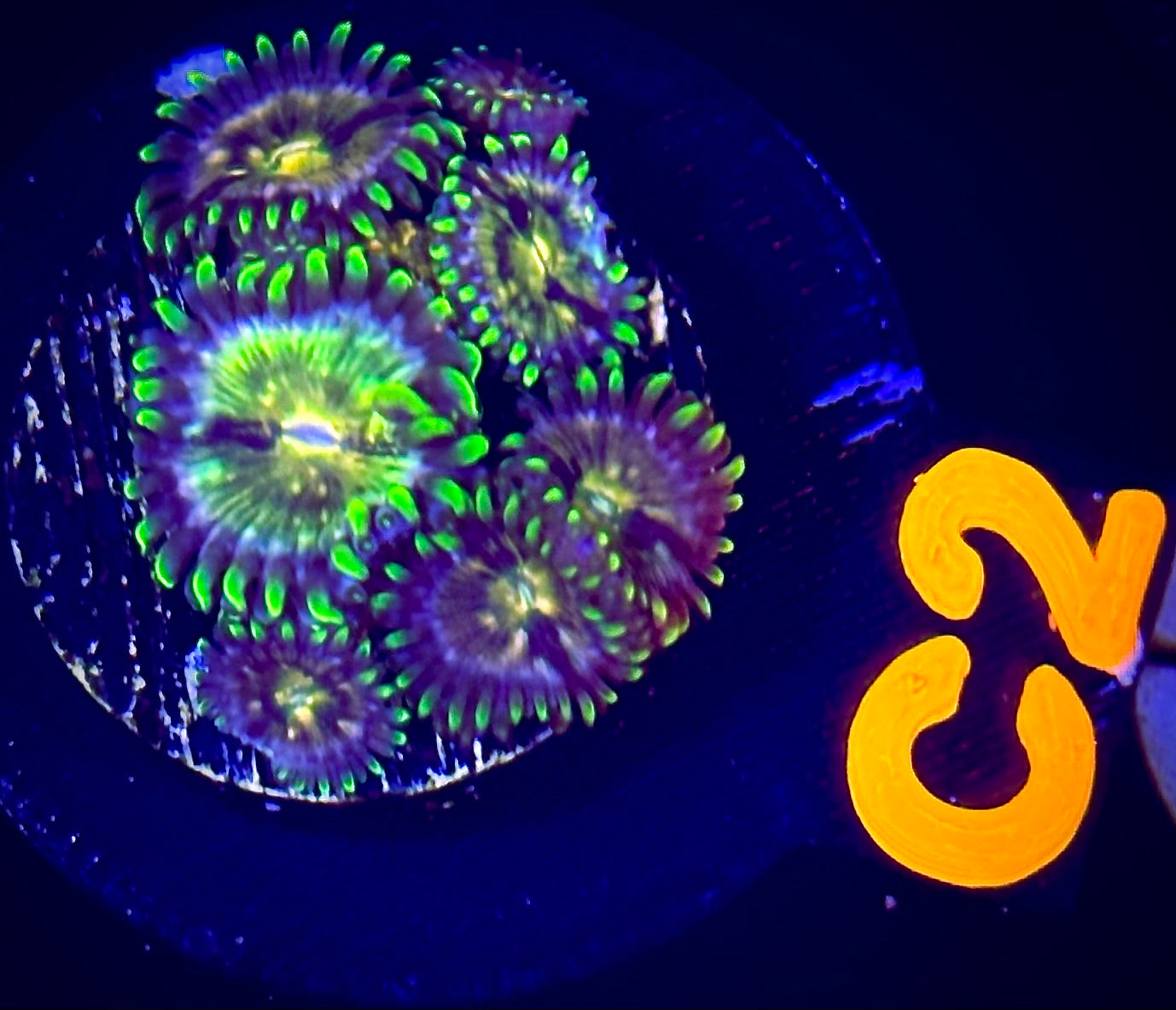 Nirvana Zoanthid