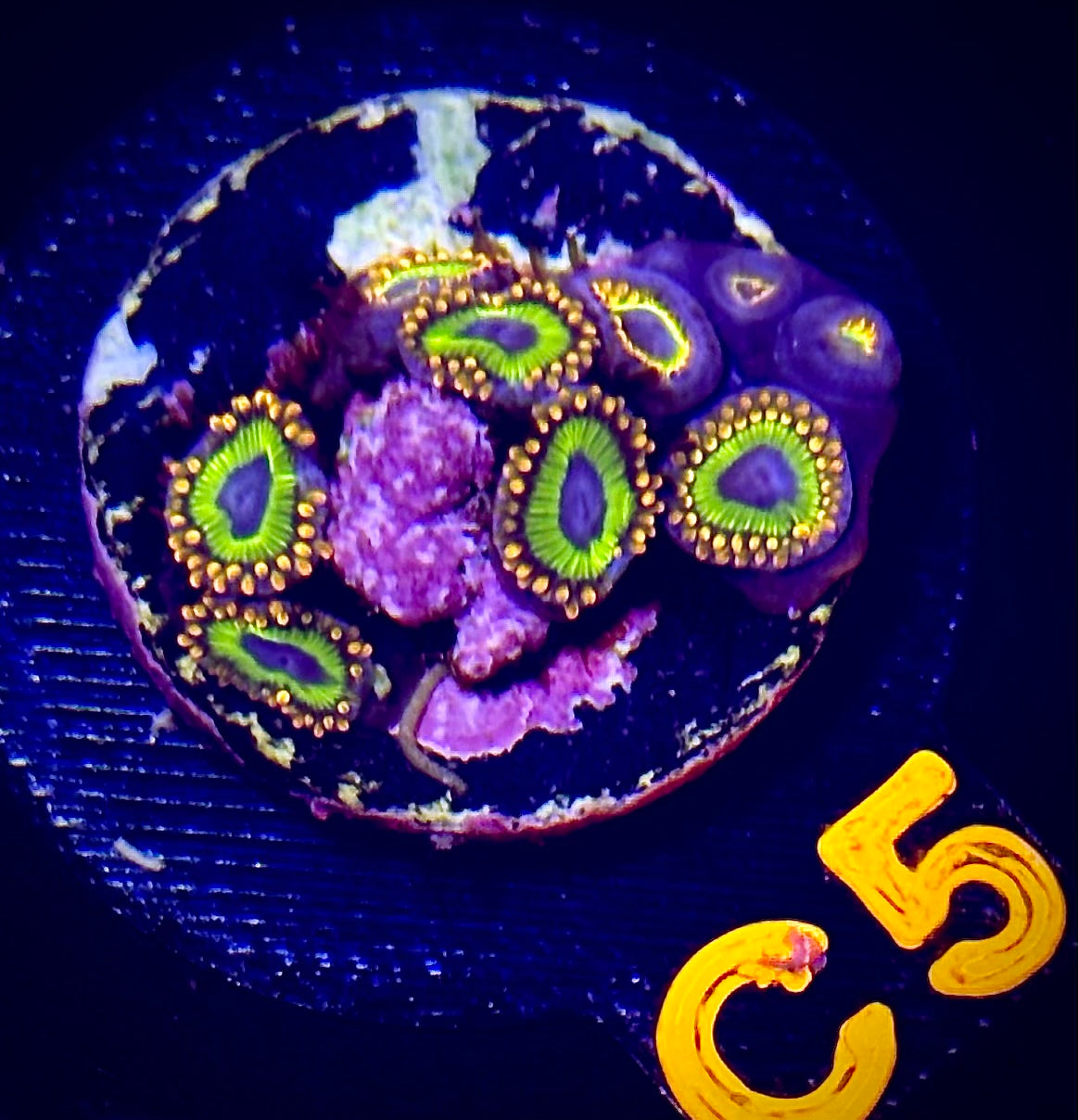 Fruit Loopz Zoanthid