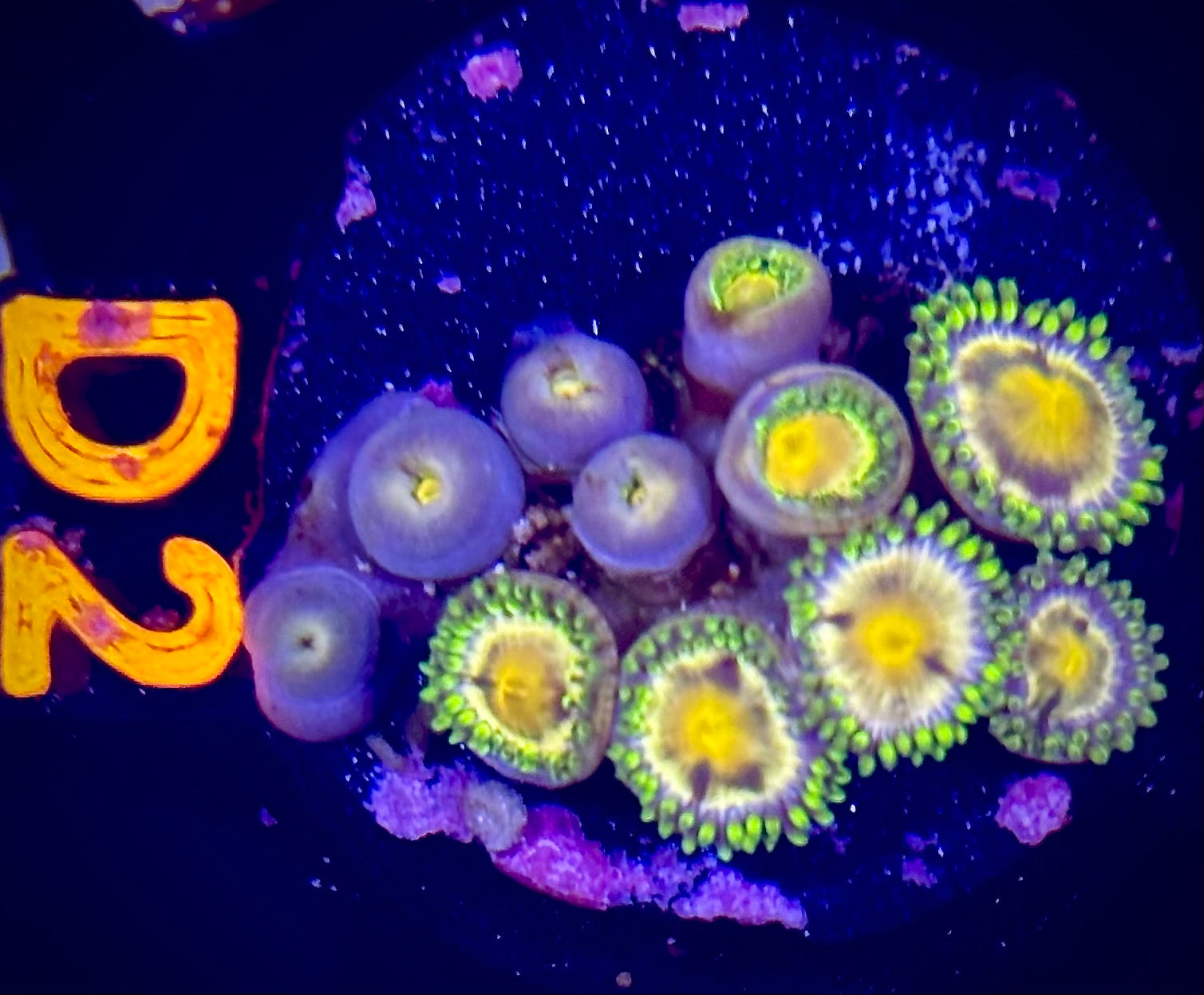 Nirvana Zoanthid