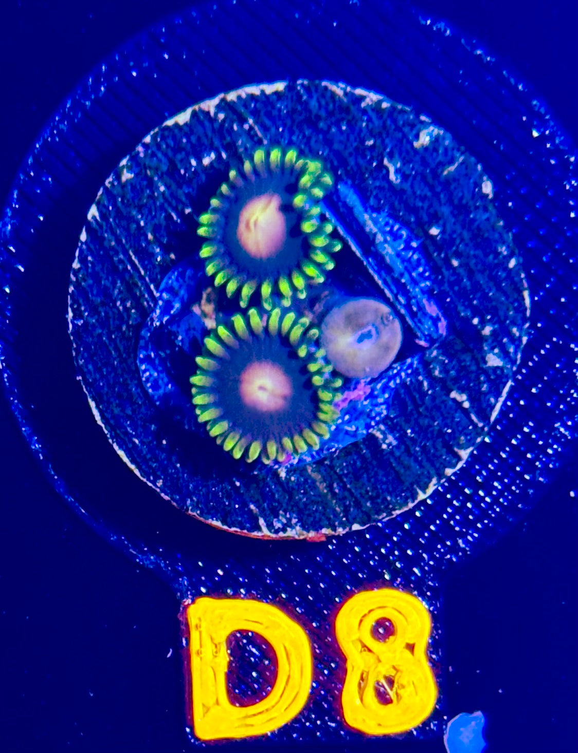 Peacock Nipple Zoanthid