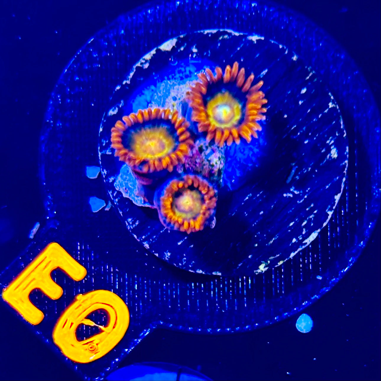 Shatterfield Zoanthid