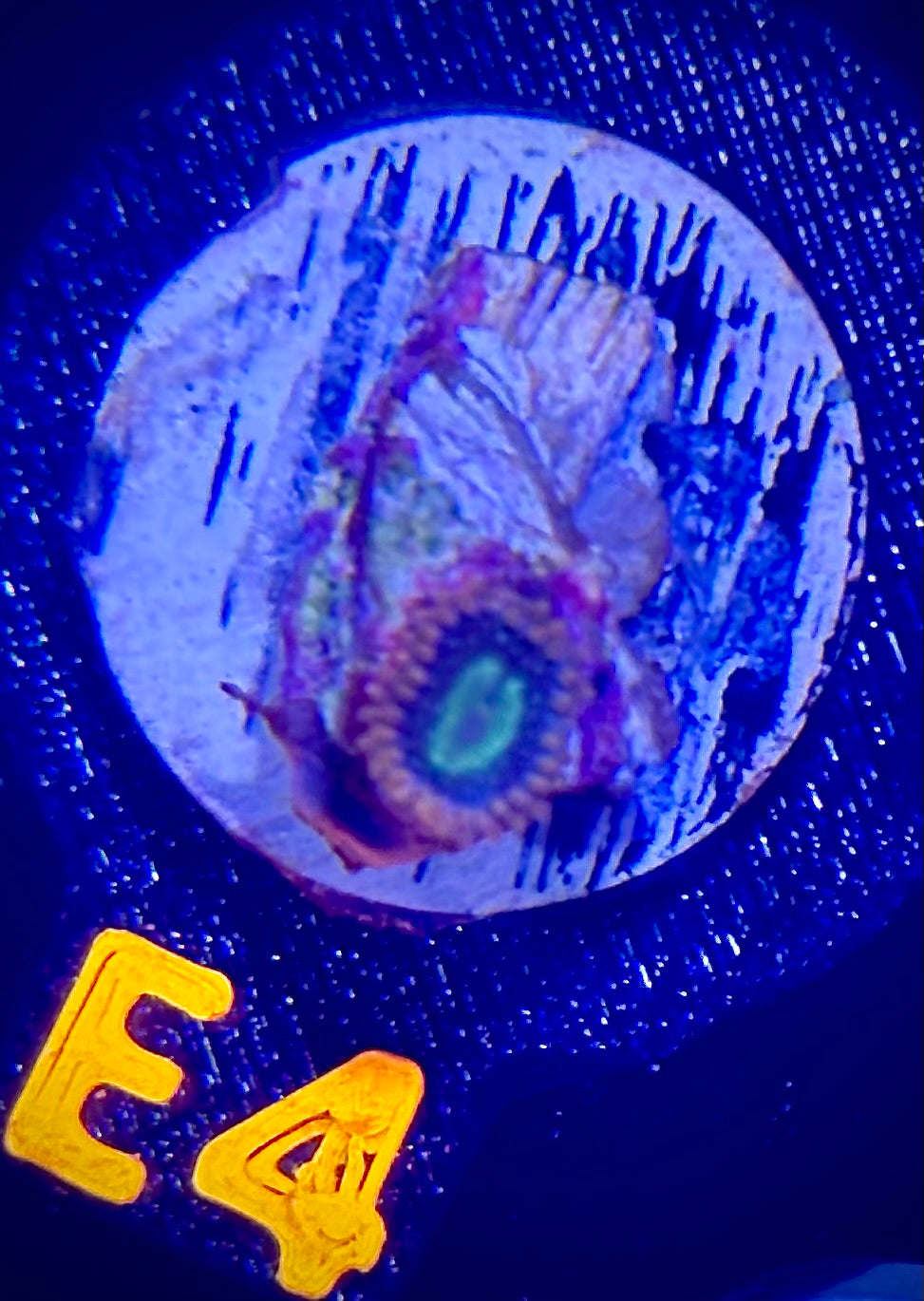 Radioactive Dragon Eye Zoanthid