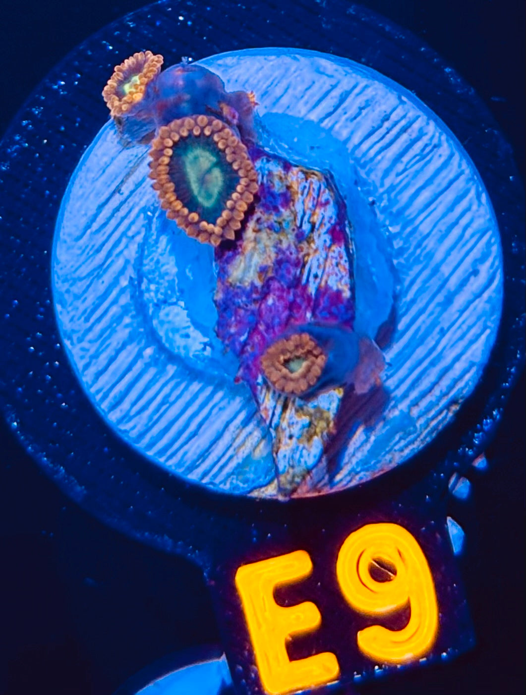 Radioactive Dragon Eye Zoanthid