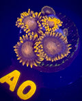 Bam Bamz Zoanthid