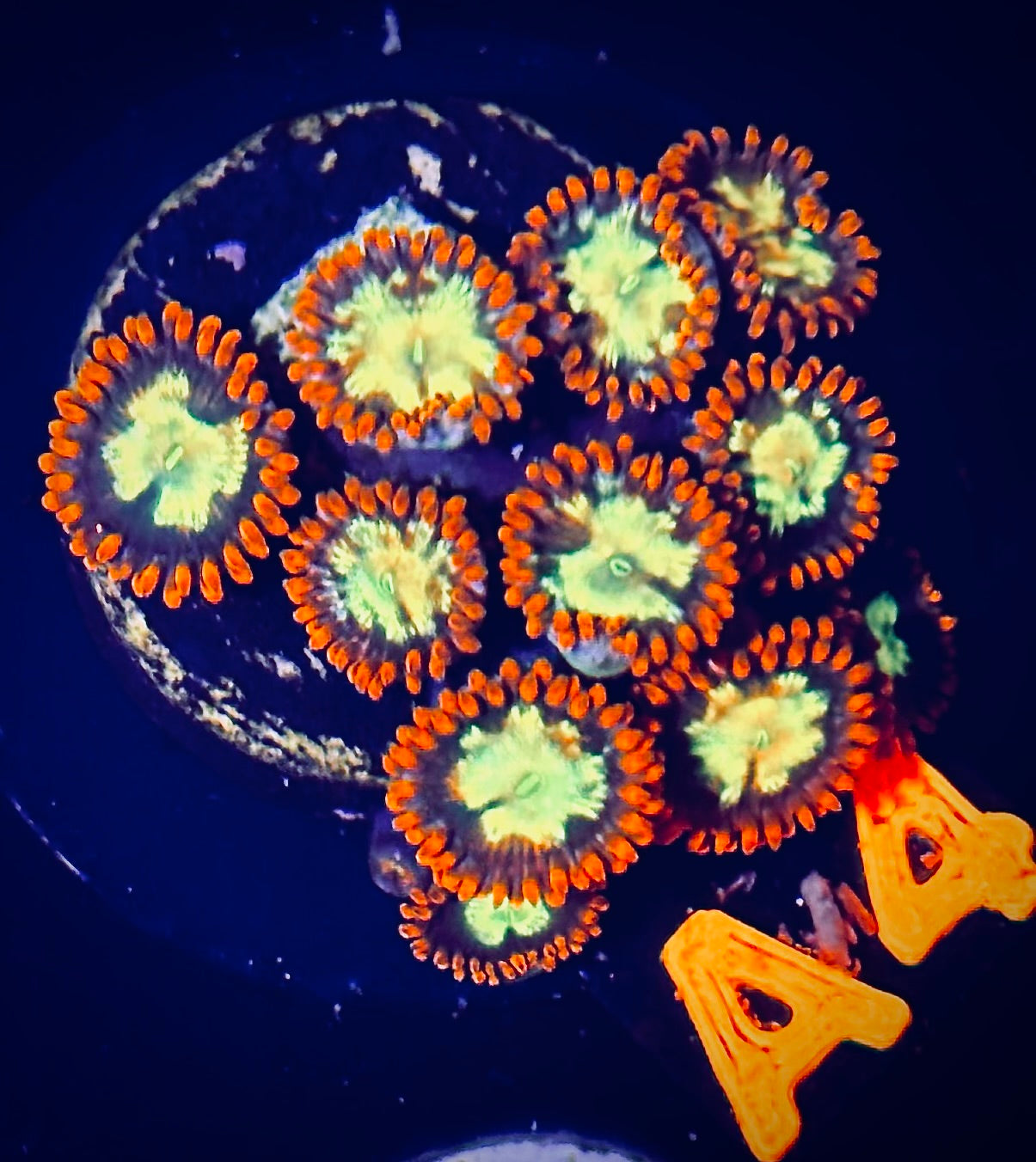 WWC Alpha Omega Zoanthid - Mini Colony