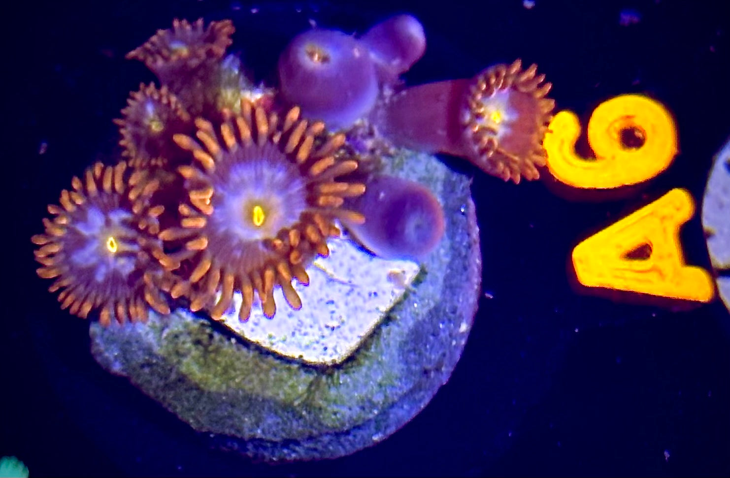 Mystique Zoanthid
