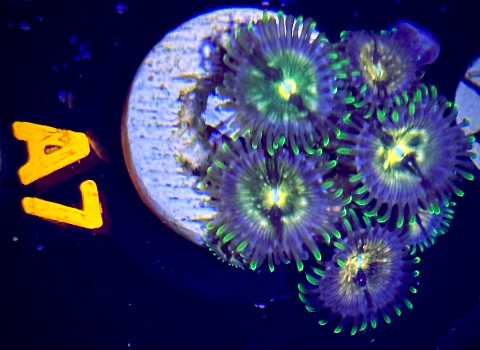 Nirvana Zoanthid