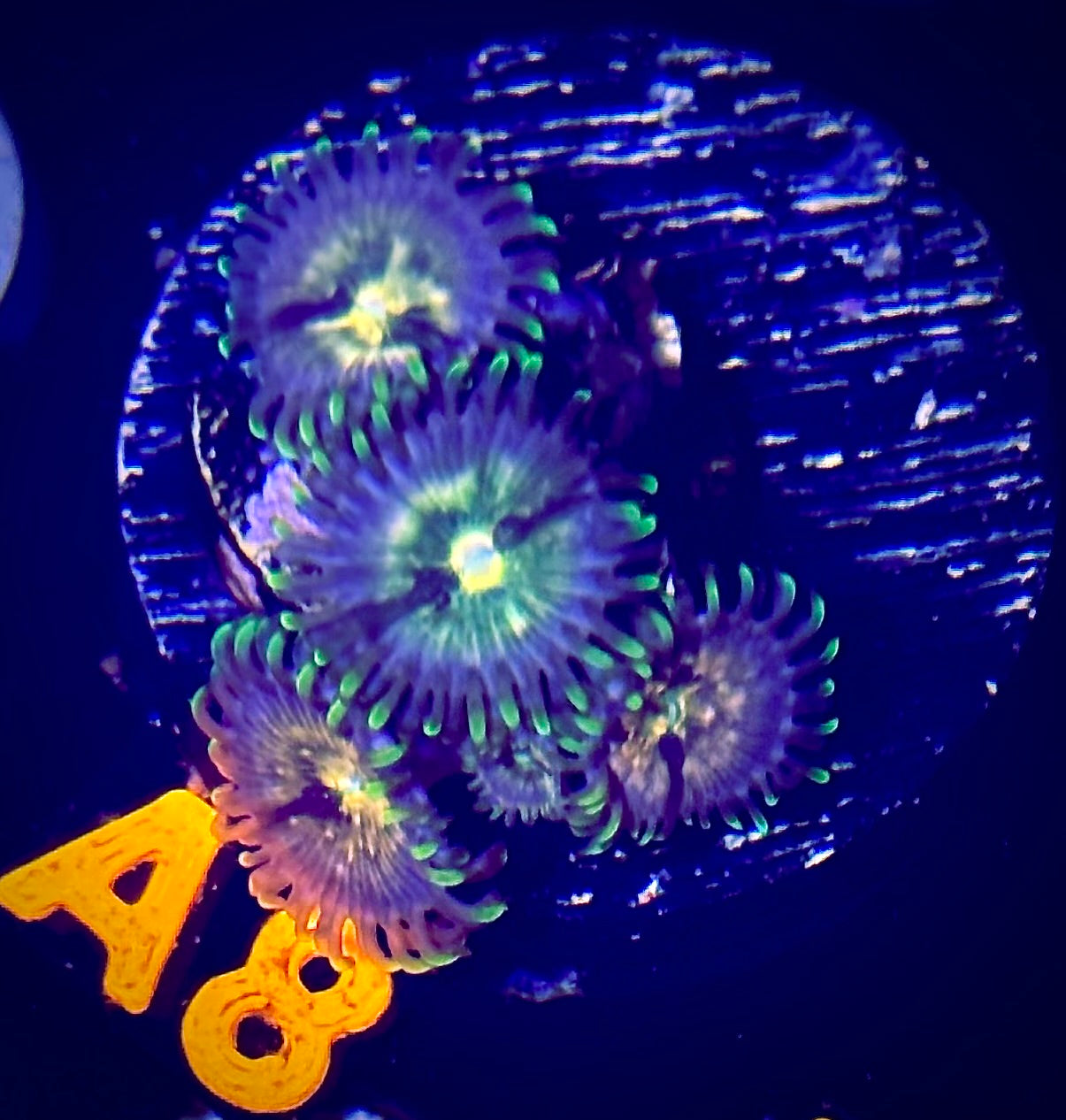 Nirvana Zoanthid