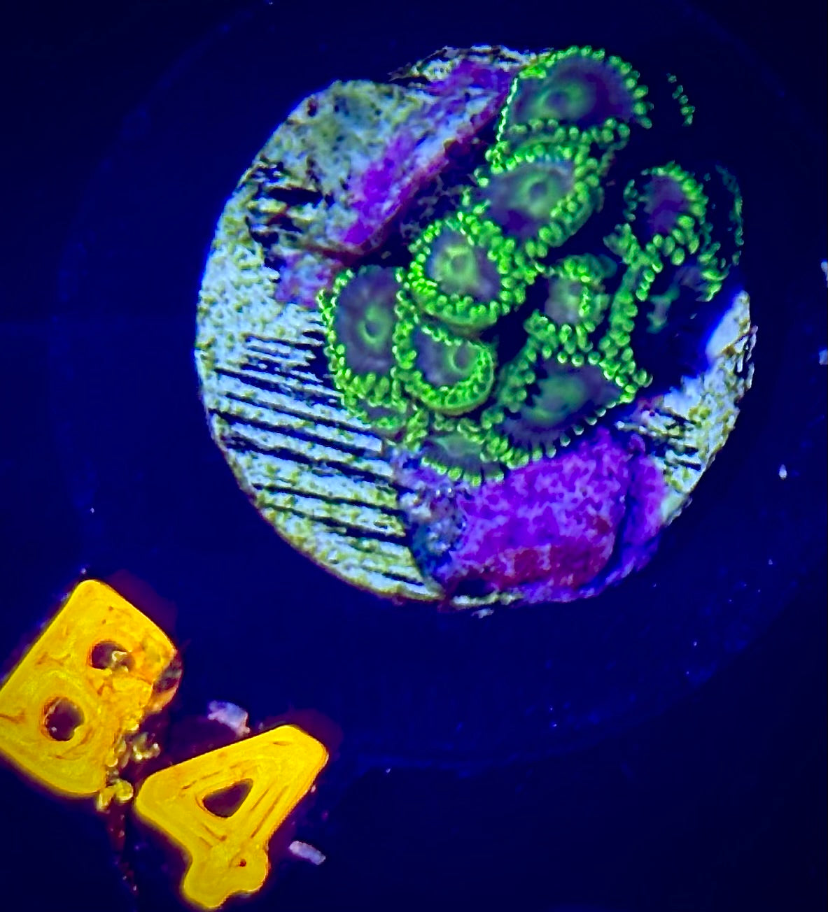 WWC Emerald Dream Zoanthid - Mini Colony