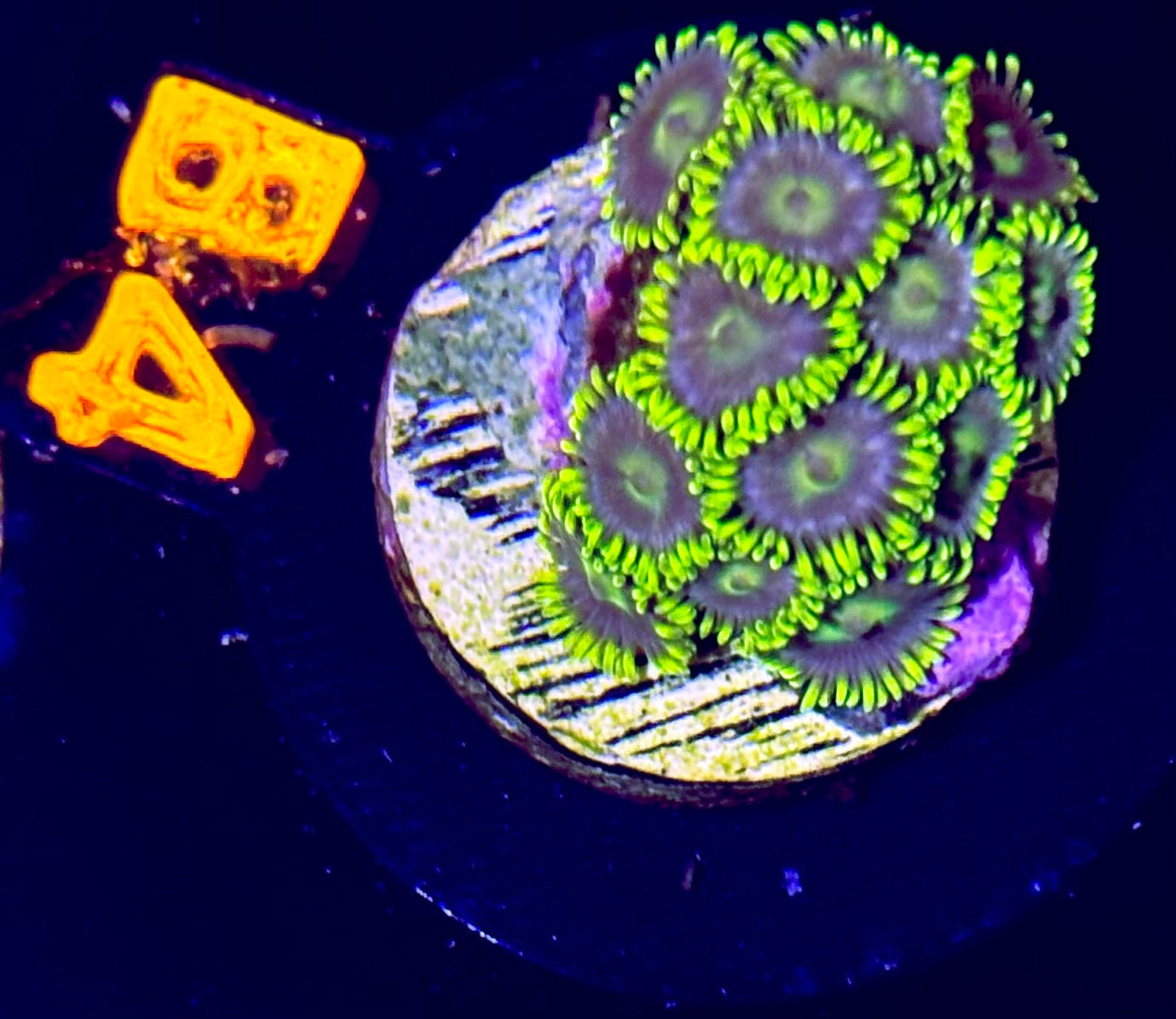 WWC Emerald Dream Zoanthid - Mini Colony