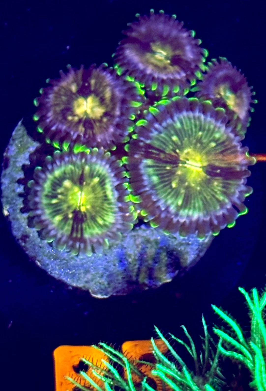 Nirvana Zoanthid