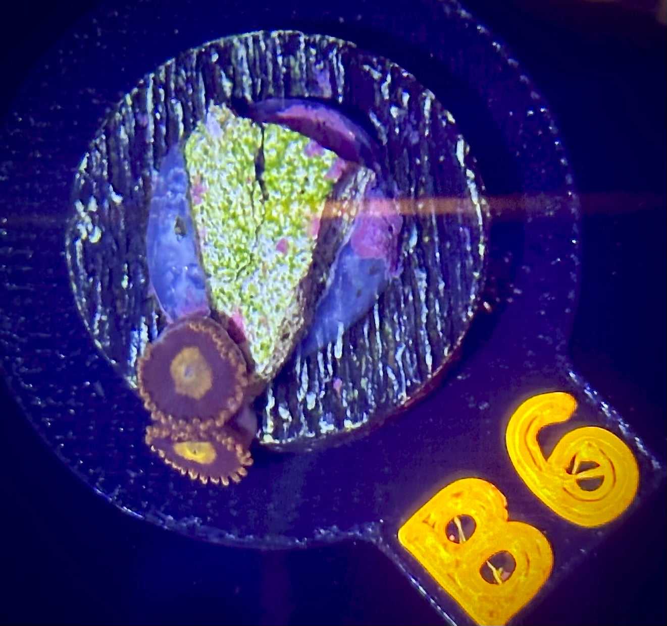 Miami Bliss Zoanthid