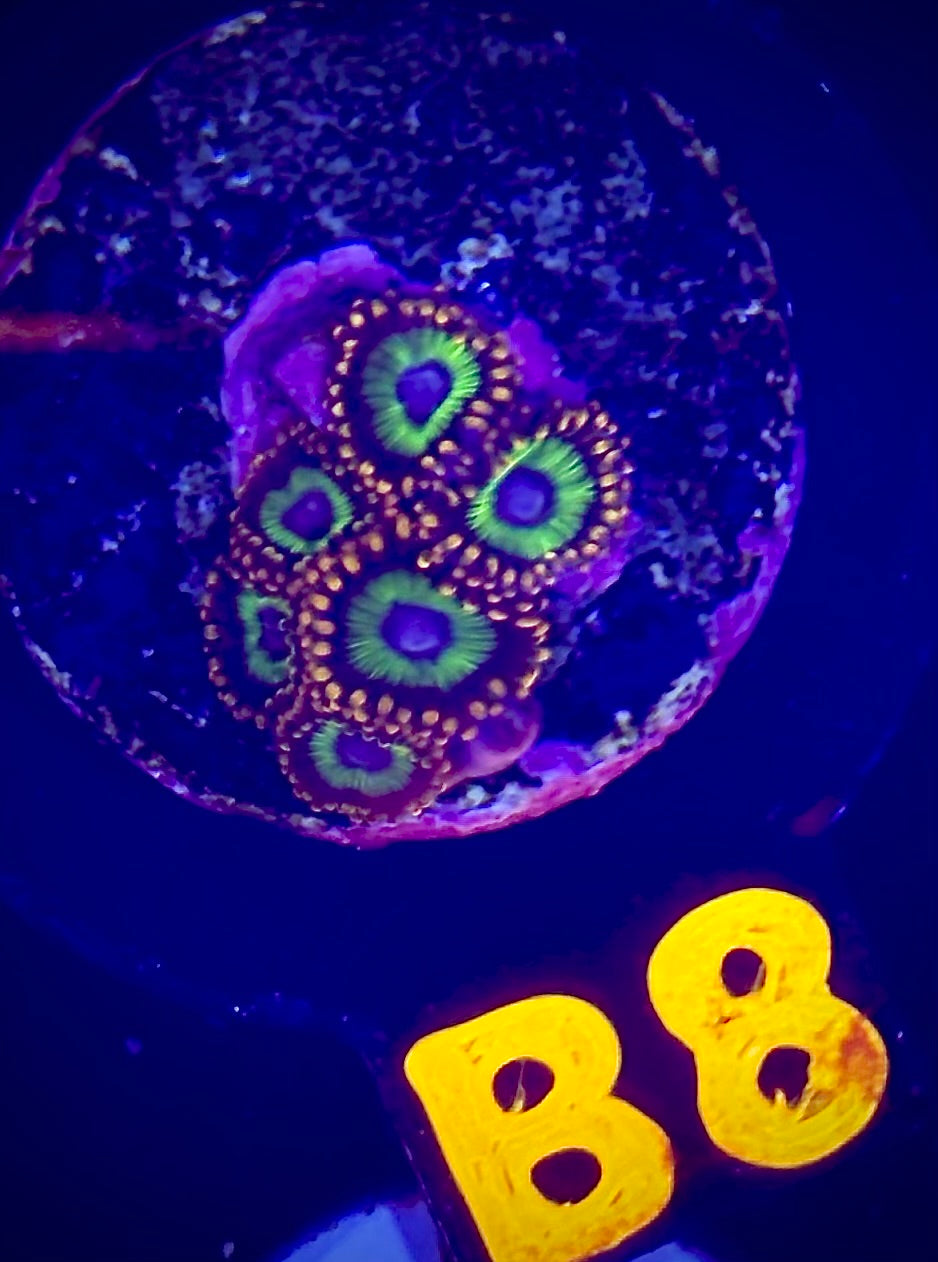 Fruit Loopz Zoanthid