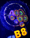 Fruit Loopz Zoanthid