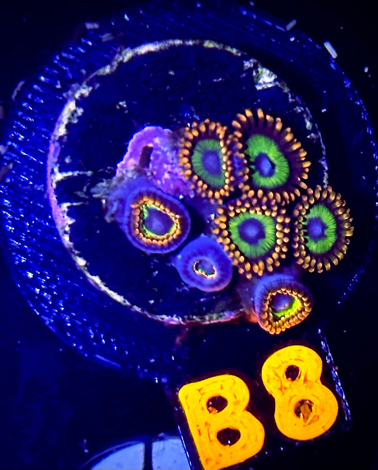 Fruit Loopz Zoanthid