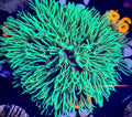 WWC Sizzling Star Polyps