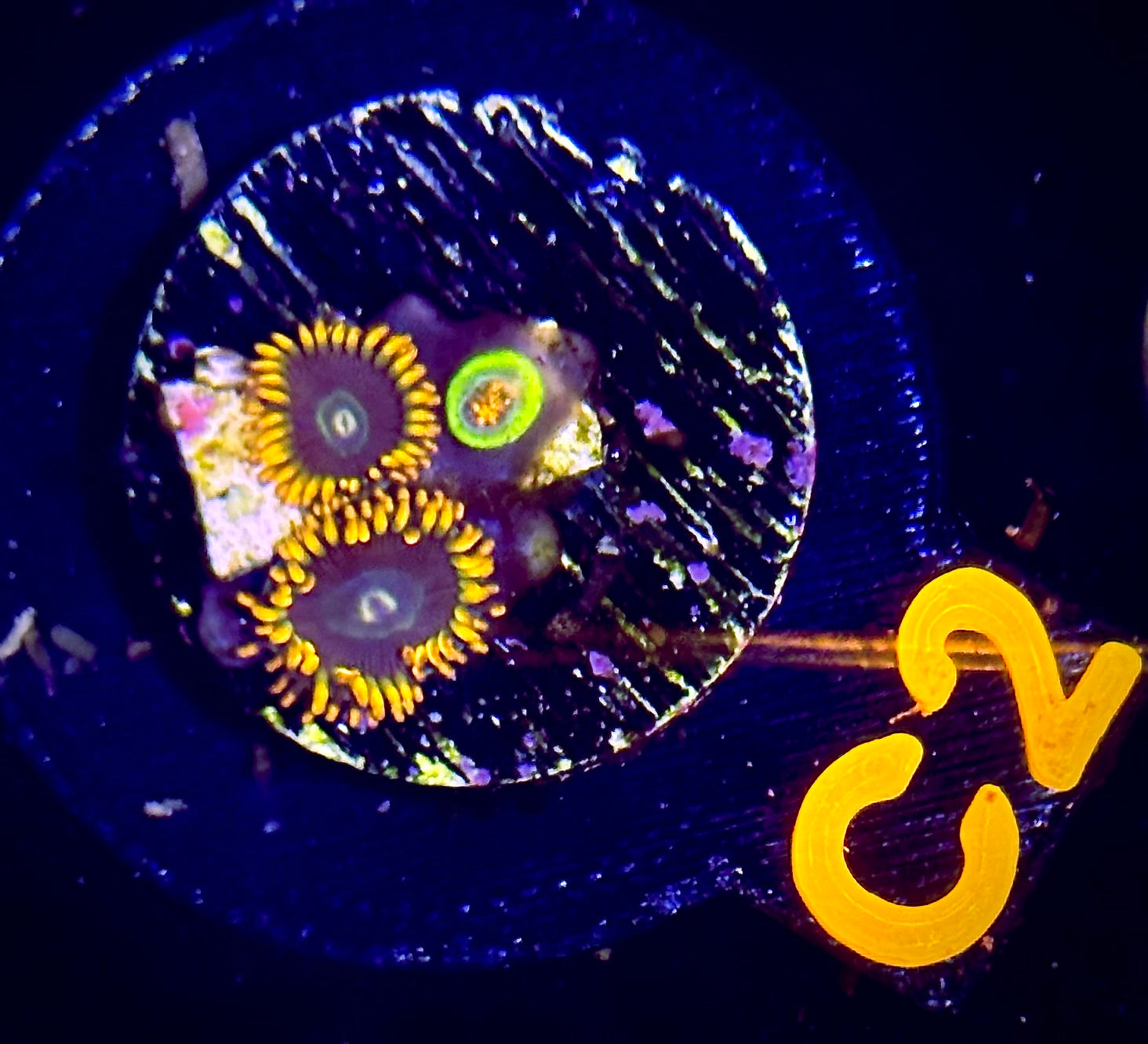 Rainbow Hornet Zoanthid