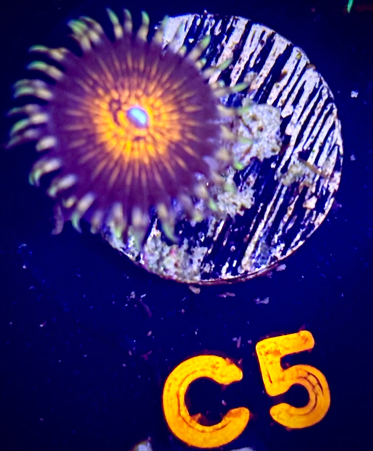 Pink Mohawk Zoanthid