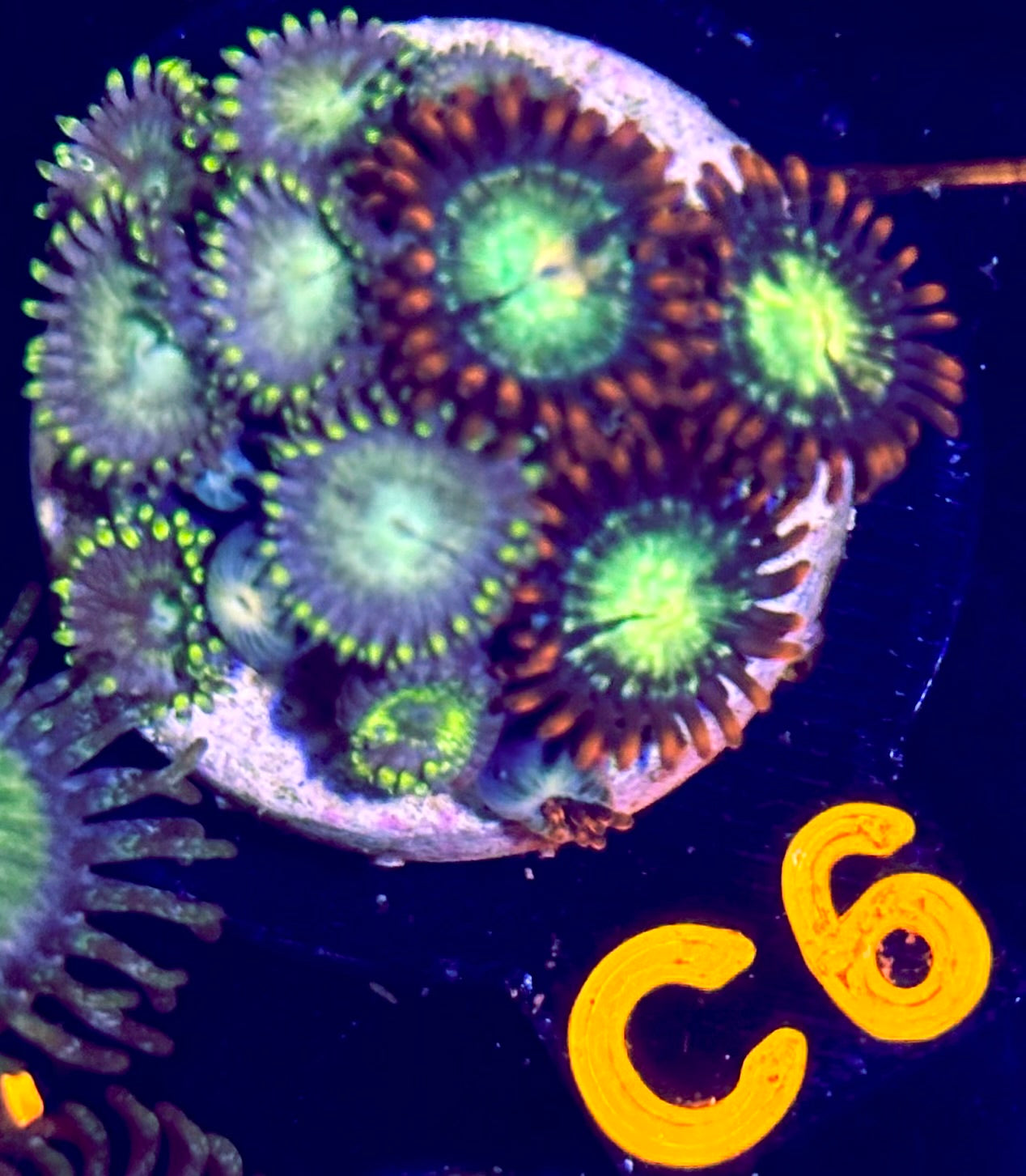 Kermit the Frog Mini Colony